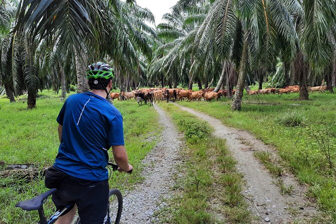 Half-Day Balik Pulau Countryside Cycling - Route Overview